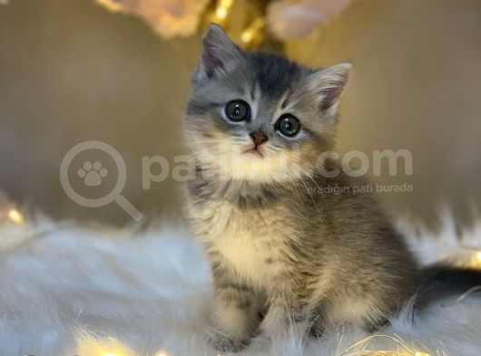 Show Color Bri̇ti̇sh Shorthai̇r Blue Golden görsel