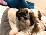 Safkan 2 Aylik Shih Tzu Yavrusu