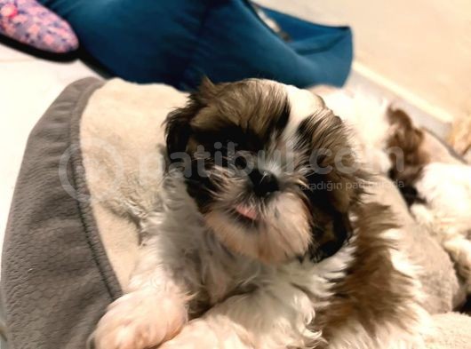 Safkan 2 Aylik Shih Tzu Yavrusu görsel