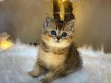 Green Eyes Bri̇ti̇sh Shorthai̇r Golden