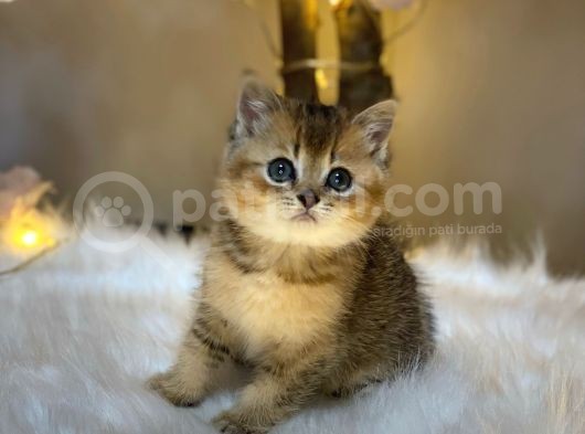 Green Eyes Bri̇ti̇sh Shorthai̇r Golden görsel