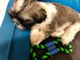 Safkan 2 Aylik Shih Tzu Yavrusu