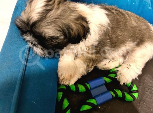 Safkan 2 Aylik Shih Tzu Yavrusu görsel