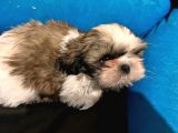 Safkan 2 Aylik Shih Tzu Yavrusu