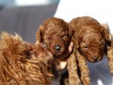 Toy Poodle Red