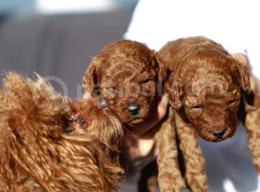 Toy Poodle Red görsel