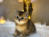Green Eyes Bri̇ti̇sh Shorthai̇r Golden