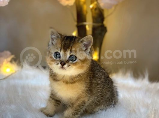 Green Eyes Bri̇ti̇sh Shorthai̇r Golden