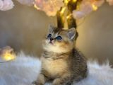 Green Eyes Bri̇ti̇sh Shorthai̇r Golden