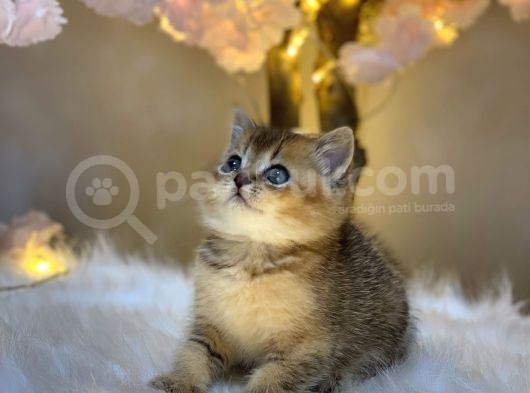 Green Eyes Bri̇ti̇sh Shorthai̇r Golden görsel