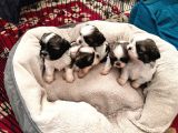 Safkan 2 Aylik Shih Tzu Yavrusu