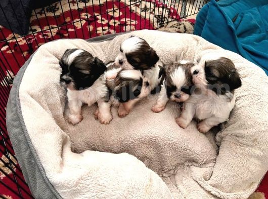 Safkan 2 Aylik Shih Tzu Yavrusu