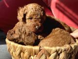 Toy Poodle Red