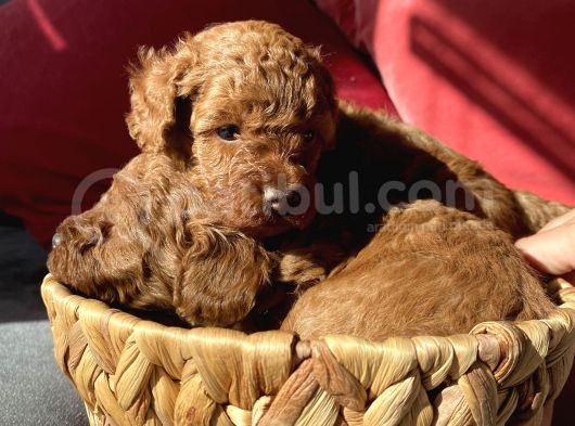 Toy Poodle Red görsel