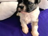 Safkan 2 Aylik Shih Tzu Yavrusu