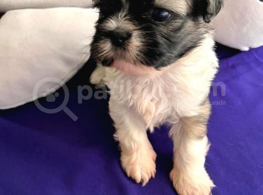 Safkan 2 Aylik Shih Tzu Yavrusu görsel