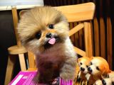 Birbirinden Güzel Irk Garantili Belgeli Pomeranian Boo Yavrularımız