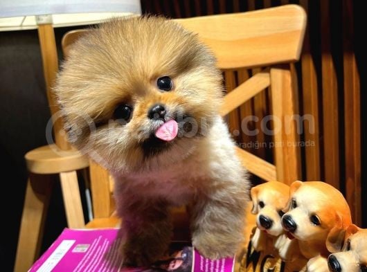 Birbirinden Güzel Irk Garantili Belgeli Pomeranian Boo Yavrularımız görsel