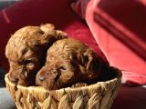 Toy Poodle Red