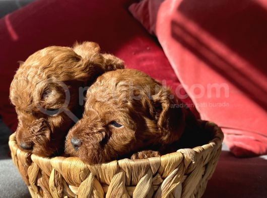 Toy Poodle Red