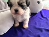 Safkan 2 Aylik Shih Tzu Yavrusu