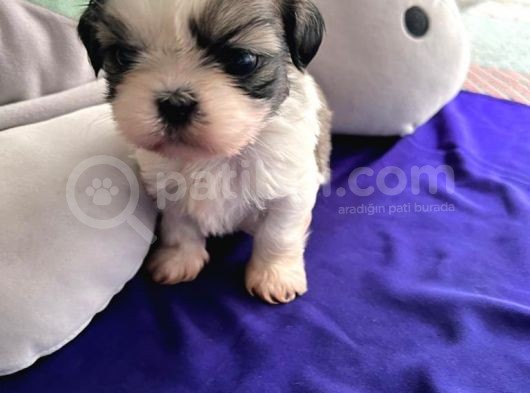 Safkan 2 Aylik Shih Tzu Yavrusu görsel