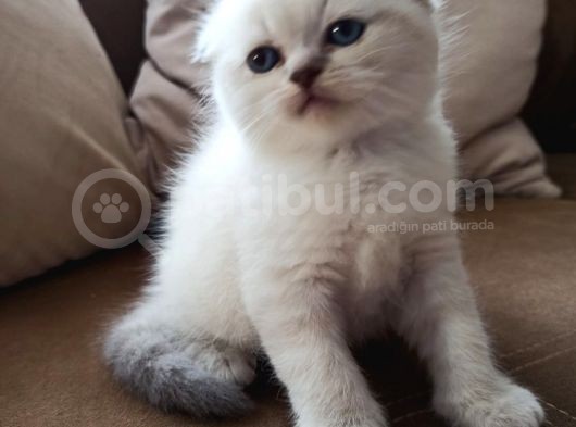 Scotti̇sh Fold Beyaz Oğlumuz görsel