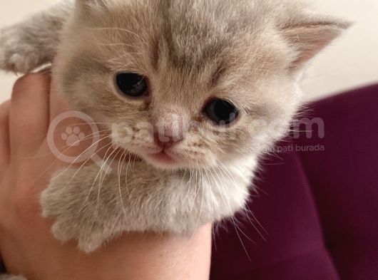 1 Ay 5 Günlük Oldu Yavrular görsel