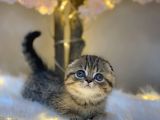 Eşsi̇z Güzelli̇kte Scotti̇sh Fold Golden Tabby