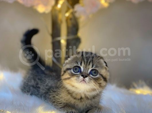 Eşsi̇z Güzelli̇kte Scotti̇sh Fold Golden Tabby görsel