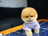 Birbirinden Güzel Irk Garantili Belgeli Pomeranian Boo Yavrularımız