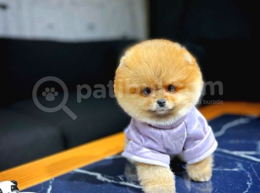 Birbirinden Güzel Irk Garantili Belgeli Pomeranian Boo Yavrularımız görsel