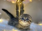 Eşsi̇z Güzelli̇kte Scotti̇sh Fold Golden Tabby