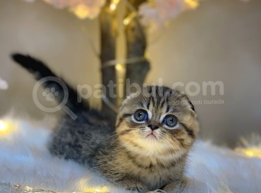 Eşsi̇z Güzelli̇kte Scotti̇sh Fold Golden Tabby görsel