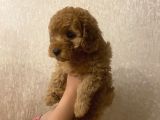 Tatli Mi Tatli Toy Poodle’imiz