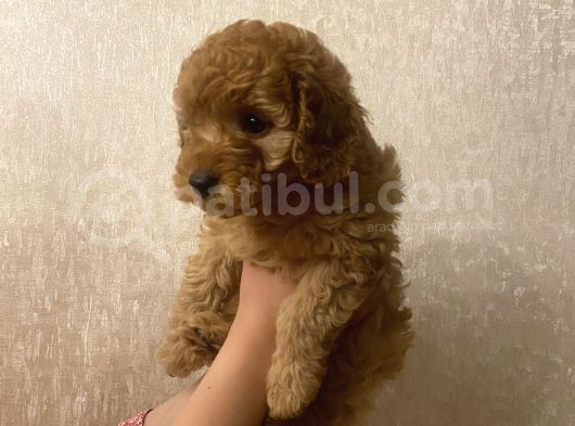 Tatli Mi Tatli Toy Poodle’imiz görsel