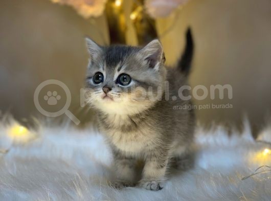 Show Color Bri̇ti̇sh Shorthai̇r Blue Golden