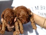 Toy Poodle Red