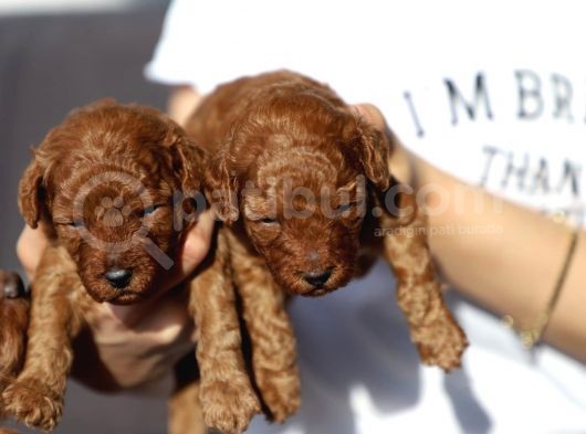 Toy Poodle Red görsel