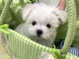 Sevimli Mini Boy Maltese Yavrular