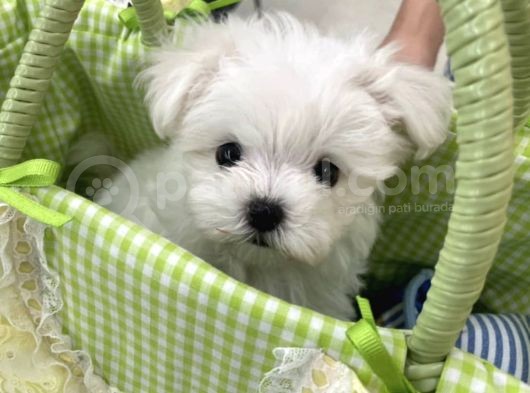 Sevimli Mini Boy Maltese Yavrular görsel
