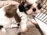 Safkan 2 Aylik Shih Tzu Yavrusu