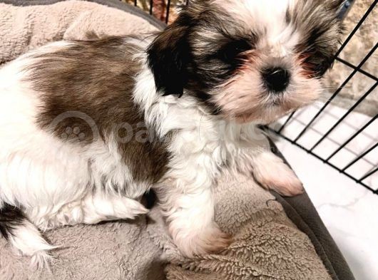 Safkan 2 Aylik Shih Tzu Yavrusu görsel