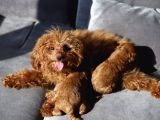 Toy Poodle Red