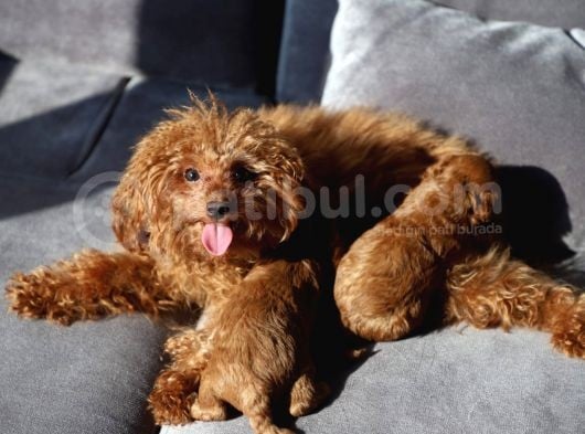 Toy Poodle Red görsel