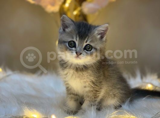 Show Color Bri̇ti̇sh Shorthai̇r Blue Golden görsel