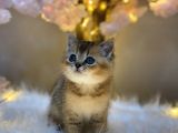 Green Eyes Bri̇ti̇sh Shorthai̇r Golden