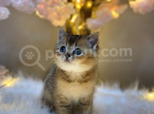 Green Eyes Bri̇ti̇sh Shorthai̇r Golden görsel
