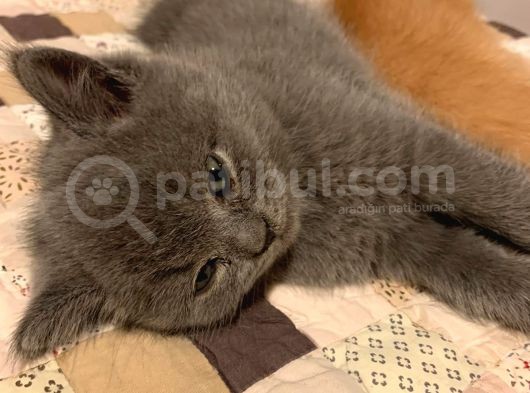 2 Aylık Dişi Yavrularımız Sıcak Yuvalarını Arıyor görsel
