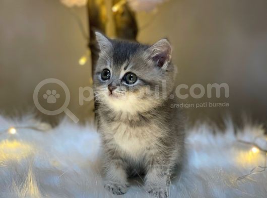Show Color Bri̇ti̇sh Shorthai̇r Blue Golden görsel